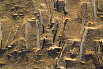 Razor Shells (Ensis siliqua) on beach with windblown sand formations.