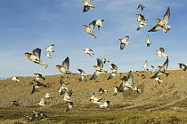 Snow Buntings (Plectrophenax nivalis) flock circling over feeding area on coastal saltings, North Norfolk, England, UK, February