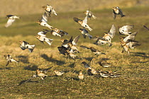 Snow Buntings (Plectrophenax nivalis) flock flying up from feeding area on coastal saltings, North Norfolk, England, UK, February