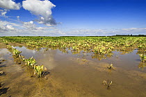 Sugar beet (Beta vulgaris) crop dying due to water saturation caused by high rainfall, Norfolk, England, UK, Summer 2007