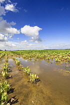 Sugar beet (Beta vulgaris) crop dying due to water saturation caused by high rainfall, Norfolk, England, UK, Summer 2007