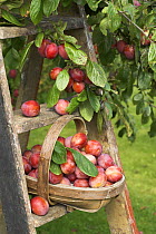 Victoria plums (Prunus domestica) freshly picked in a trug in a country garden, England, UK, August
