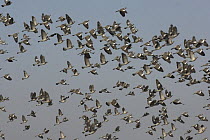 Woodpigeon (Columba palumbus) flock in flight, Norfolk, England, UK, February