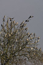 Woodpigeon (Columba palumbus) flock in tree, Norfolk, England, UK, February