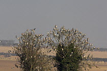 Woodpigeon (Columba palumbus) flock in tree, Norfolk, England, UK, February