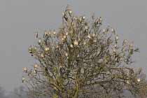 Woodpigeon (Columba palumbus) flock perched in tree, Norfolk, England, UK, February