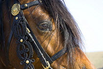 Bay Welsh Cobb stallion, close up of eye, Ojai, California, USA