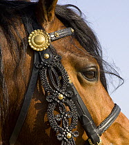 Bay Welsh Cobb stallion, close up of head, Ojai, California, USA