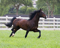 Bay Andalusian stallion trotting in paddock, Ojai, California, USA