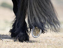 Black Friesian stallion, closeu up of tail, fetlock and shoe, Ojai, California, USA