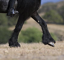 Black Freisian stallion, close up of legs and hoof, Ojai, California, USA, model released