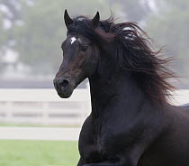 Black Andalusian stallion running in paddock, Ojai, California, USA
