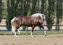Chocolate Peruvian Paso stallion trotting in paddock, Ojai, California, USA