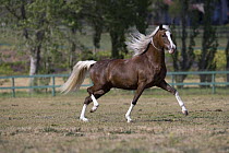 Chocolate Peruvian Paso stallion running in paddock, Ojai, California, USA