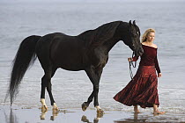 Woman leading black Arabian stallion along the beach, Ojai, California, USA, model released