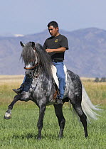 Man riding grey Andalusian stallion performing the Spanish Walk, Longmont, Colorado, USA, model released
