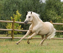 Palomino Welsh Pony stallion galloping in paddock, Fort Collins, Colorado, USA
