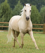Palomino Welsh Pony stallion trotting in paddock, Fort Collins, Colorado, USA