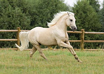 Palomino Welsh Pony stallion galloping in paddock, Fort Collins, Colorado, USA