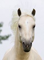 Palomino Welsh Pony stallion, head portrait, Fort Collins, Colorado, USA