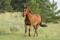 Sorrel Quarter Horse stallion trotting in field, Castle Rock, Colorado, USA