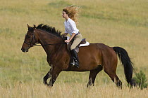 Woman riding Bay Appendix Quarter horse gelding, Castle Rock, Colorado, USA, model released