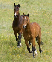 Bay half Andalusian / half Percheron gelding and bay Quarter Horse gelding running together in field, Castle Rock, Colorado, USA