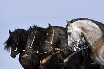 Two black Andalusian stallions, one grey Andalusian stallion and one black Friesian stallion in a row, head portraits, Ojai, California, USA