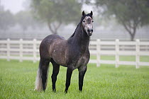Young grey Andalusian stallion standing in paddock, Ojai, California, USA
