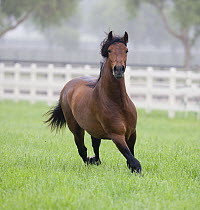 Bay Andalusian Stallion running in paddock, Ojai, California, USA