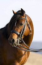 Bay Welsh Cobb stallion, head portrait, Ojai, California, USA
