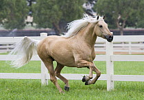 Palomino Andalusian stallion running in paddock, Ojai, California, USA