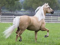 Palomino Andalusian stallion trotting in paddock, Ojai, California, USA