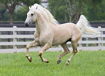 Palomino Lusiatano stallion running in paddock, Ojai, California, USA