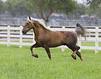 Palomino Morgan stallion trotting in paddock, Ojai, California, USA