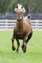 Palomino Morgan stallion running in paddock, Ojai, California, USA
