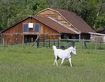 Grey Arabian gelding trotting in field in front of barn, Boulder, Colorado, USA