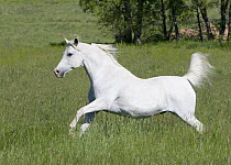 Grey Arabian gelding running in field, Boulder, Colorado, USA