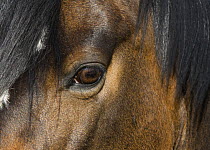 Close up of eye of a Paint Mare, Berthoud, Colorado, USA