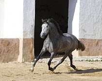 Grey Andalusian mare trotting in arena yard, Osuna, Spain