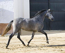 Grey Andalusian mare trotting in arena yard, Osuna, Spain