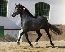 Grey Andalusian stallion trotting in arena yard, Osuna, Spain