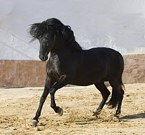 Black Andalusian stallion cantering in arena yard, Osuna, Spain