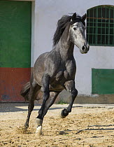 Grey Andalusian stallion cantering in arena yard, Osuna, Spain