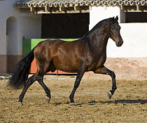 Bay Andalusian stallion trotting in arena yard, Osuna, Spain
