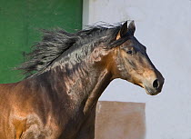 Bay Andalusian stallion running in arena yard, Osuna, Spain