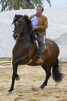Man riding Bay Andalusian stallion in arena yard, practising canter pirouette dressage steps, Osuna, Spain, model released