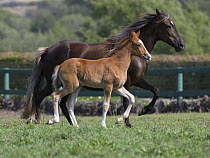 Peruvian Paso mare and foal trotting in field, Ojai, California, USA