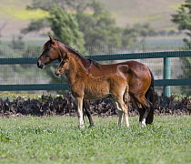 Peruvian Paso mare and foal standing looking alert in field, Ojai, California, USA