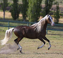 Chocolate Peruvian Paso Stallion running in paddock, Ojai, California, USA